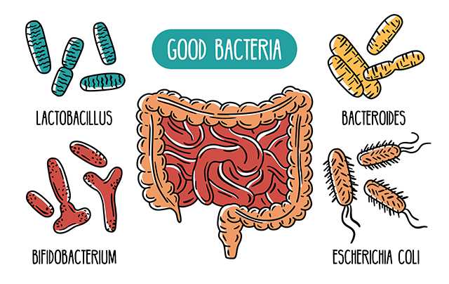 Buenas-bacterias-en-el-tracto-digestivo-Retos