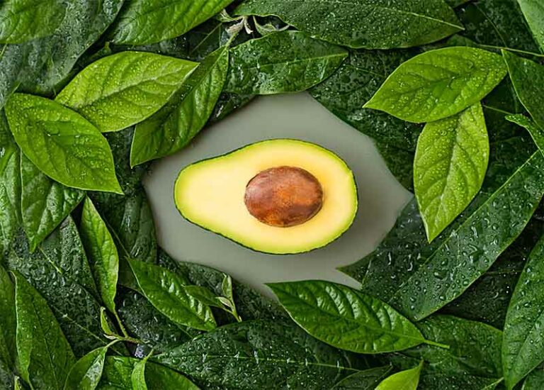 Los beneficios para la salud de las hojas de aguacate I Retos