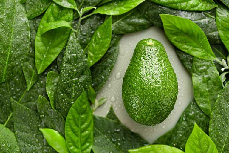 Los beneficios para la salud de las hojas de aguacate I Retos
